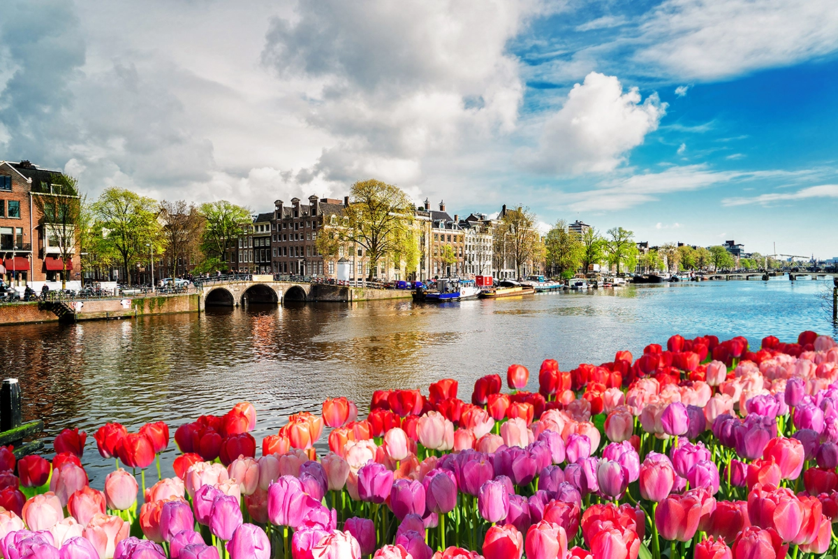 iVis App – Hollanda için Schengen Vizesi AI destekli web sitesi